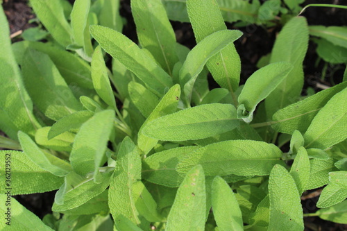 Growing sage in the garden. Fresh green sage leaves.