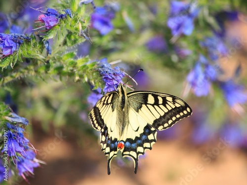 Butterfly on a blue flower closeup © Iryna