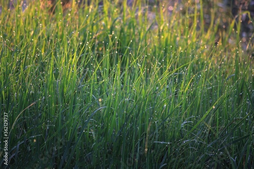 Green grass on the meadow in the morning dew