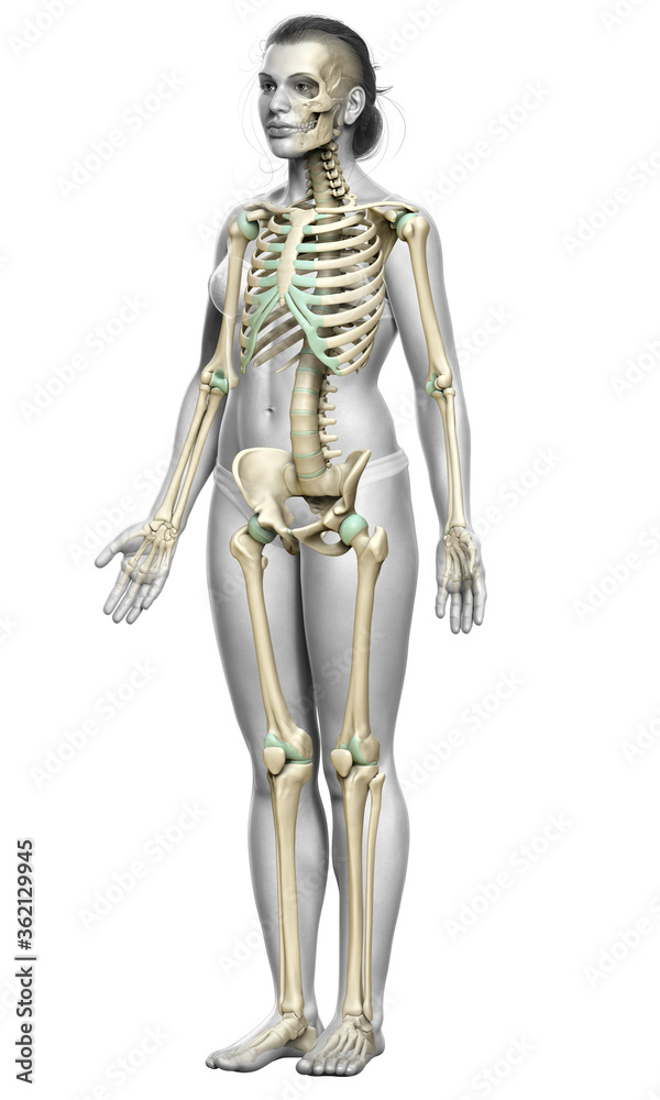 3d rendered, medically accurate illustration of a female skeleton system