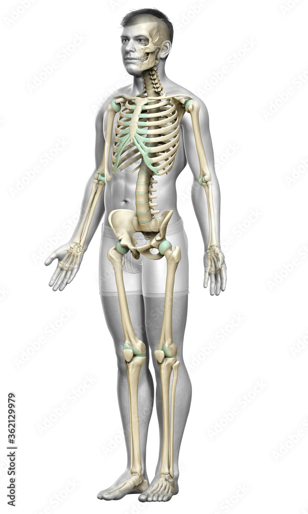 3d rendered, medically accurate illustration of a male skeleton system