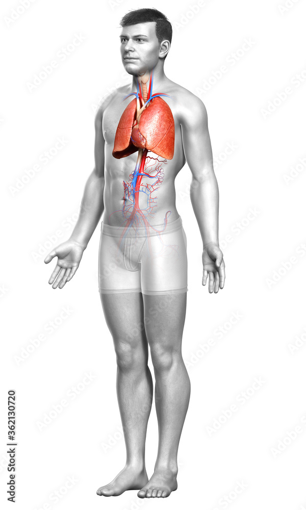 3d rendered, medically accurate illustration of a male lung anatomy 3d rendered, medically accurate illustration of a male lung anatomy