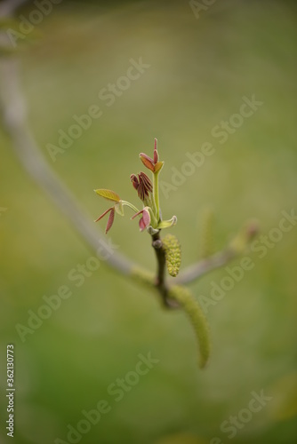 walnut bud in spring season. new leafs on twig