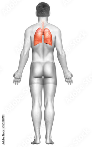 3d rendered  medically accurate illustration of a male lung anatomy