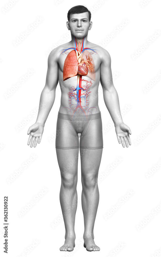 3d rendered, medically accurate illustration of a male lung anatomy 3d rendered, medically accurate illustration of a male lung anatomy