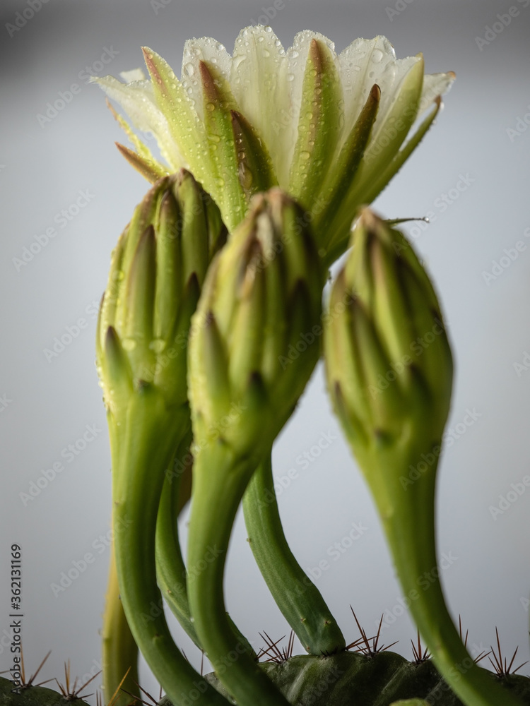 Obraz premium cactus flowers