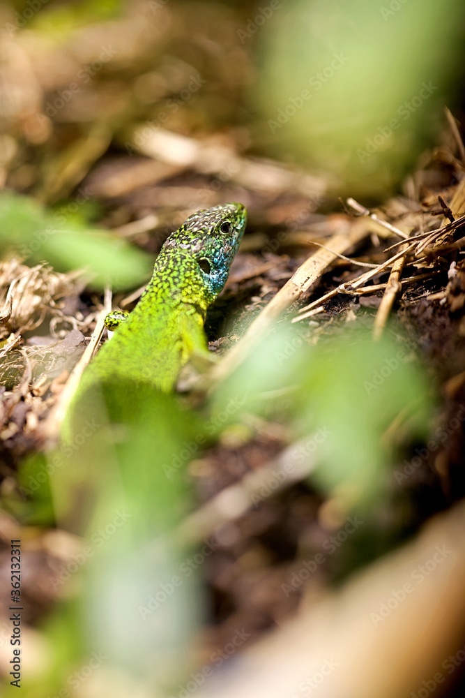 Fototapeta premium Lézard vert sauvage - reptile campagne 