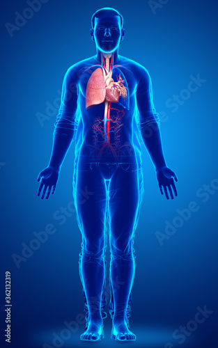 3d rendered, medically accurate illustration of a male lung anatomy © pixdesign123