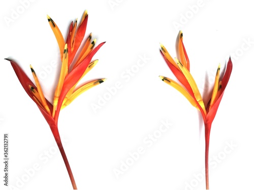 red and yellow heliconia flower © Sarah Saa