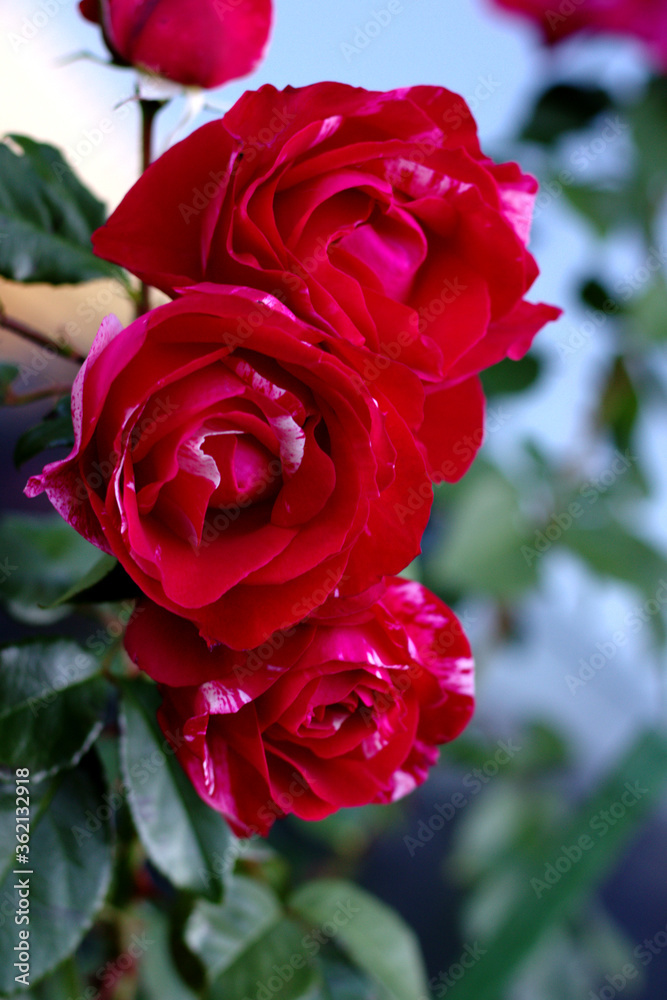 red rose in garden red rose in garden