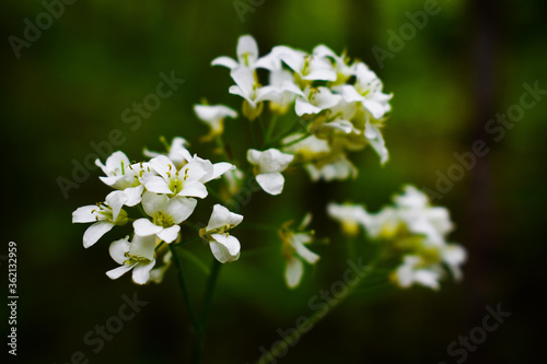 Little white flowers on a green background