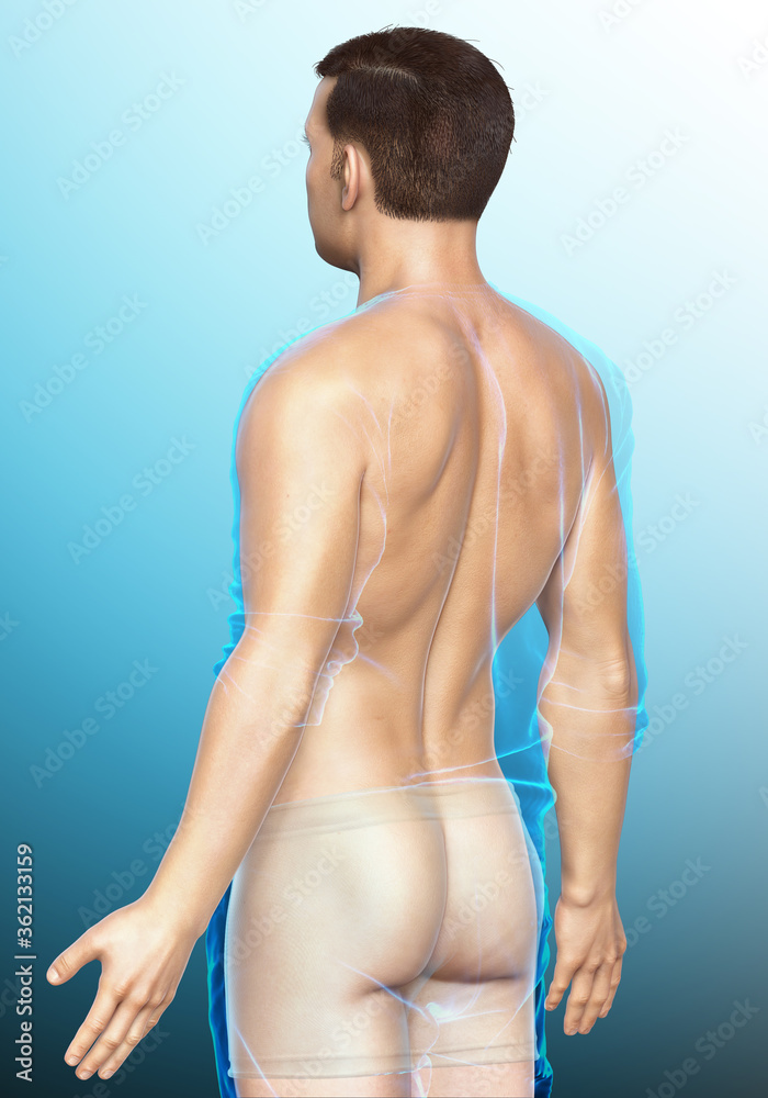 3d rendered illustration of the male body 3d rendered illustration of the male body