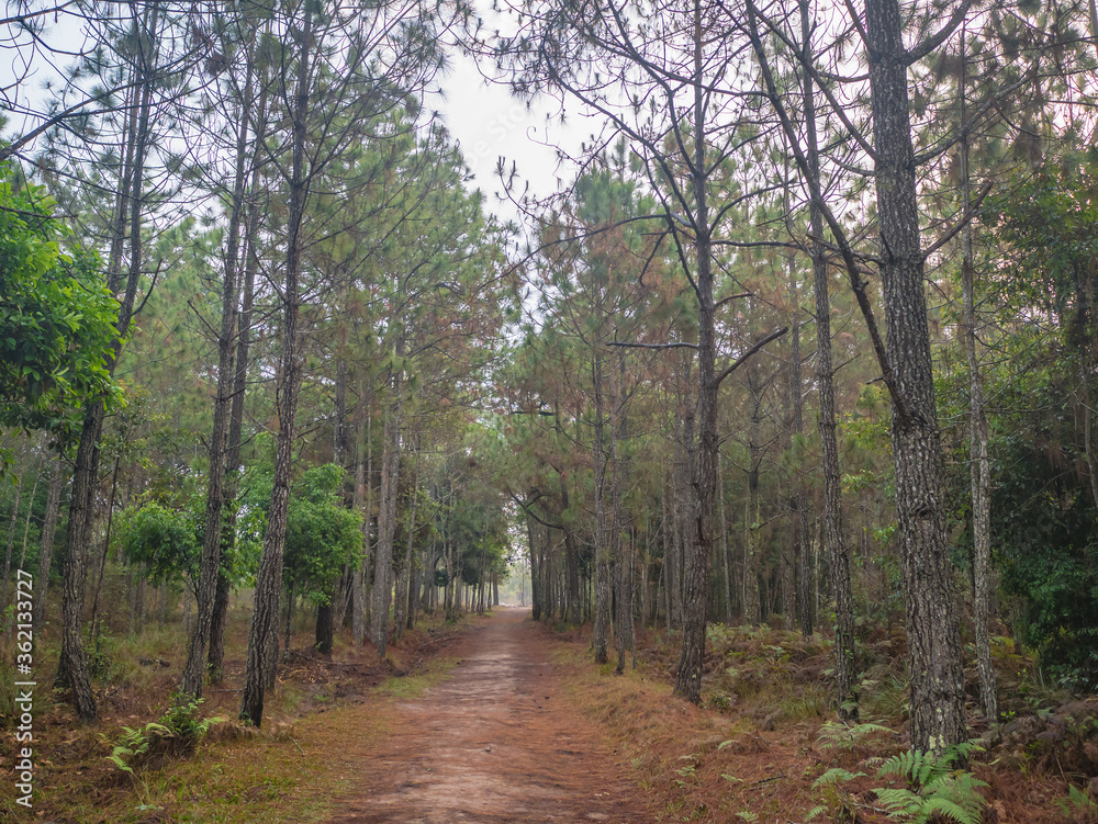 Nature trail in the morning on Phu Kradueng mountain national park in Loei City Thailand.Phu Kradueng mountain national park the famous Travel destination Nature trail in the morning on Phu Kradueng mountain national park in Loei City Thailand.Phu Kradueng mountain national park the famous Travel destination