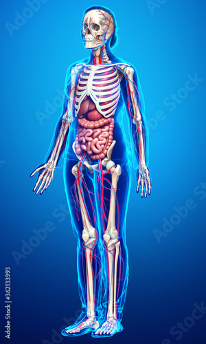 3d rendered medically accurate illustration of female Internal organs, skeleton and circulatory system
