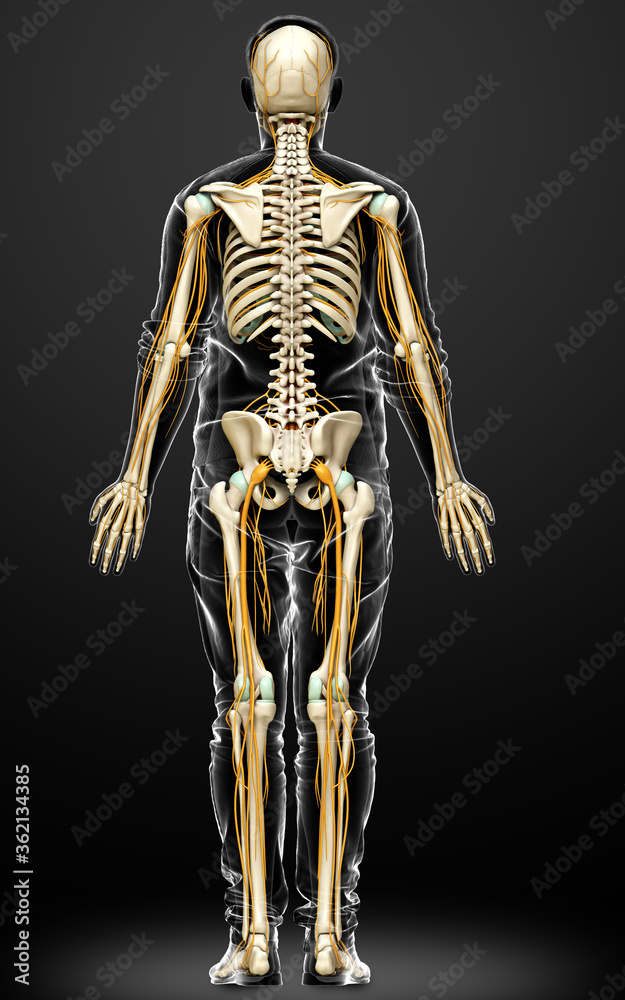 3d rendered medically accurate illustration of the nervous system and skeleton system 3d rendered medically accurate illustration of the nervous system and skeleton system