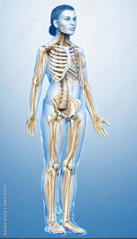 3d rendered medically accurate illustration ofa female nervous system and skeleton system 3d rendered medically accurate illustration ofa female nervous system and skeleton system