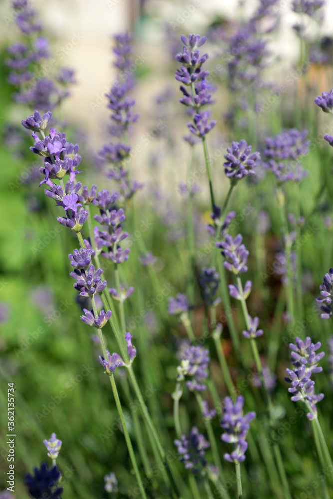 Purple lavender in the summer garden