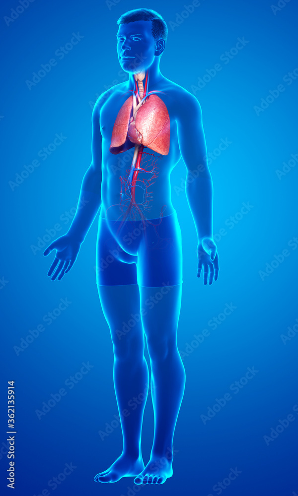 3d rendered, medically accurate illustration of a male lung anatomy 3d rendered, medically accurate illustration of a male lung anatomy