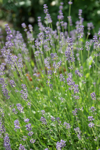 Purple lavender in the summer garden