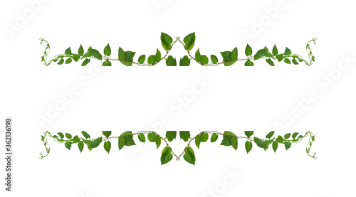 Floral Desaign. Twisted jungle vines liana plant with heart shaped green leaves isolated on white background  clipping path included.