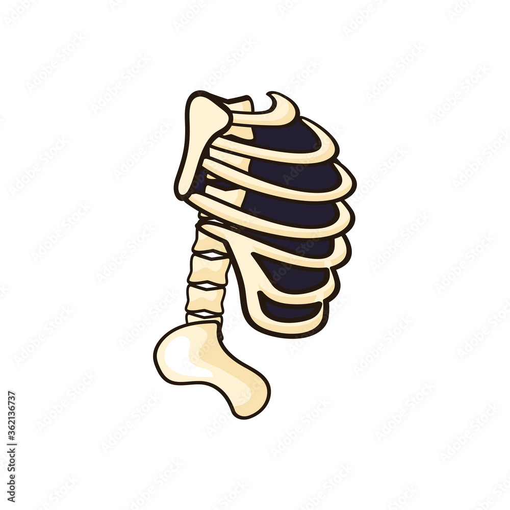 human skeleton icon isolated on white background. vector illustration