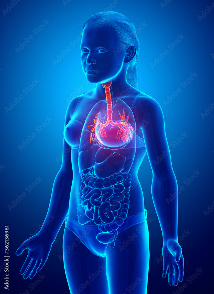 3D illustration of Larynx Trachea Bronchi Part of Respiratory System. 3D illustration of Larynx Trachea Bronchi Part of Respiratory System.