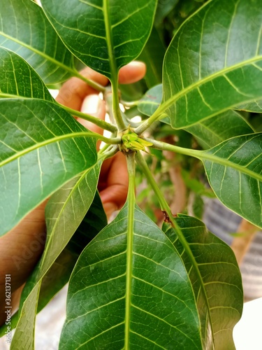 mango and jaswandi leaf photo