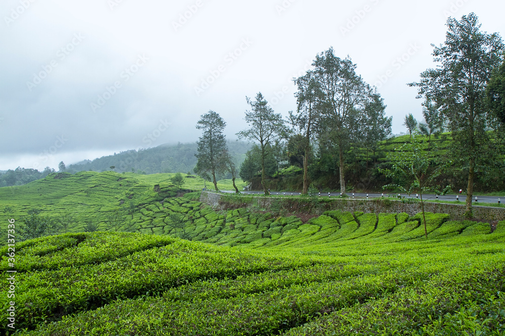 tea plantation ciwidey, west java, Indonesia