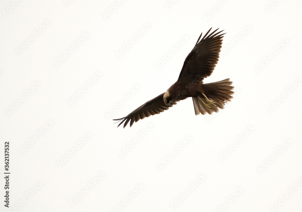 Obraz premium Marsh harrier in flight looking down for prey, Bahrain