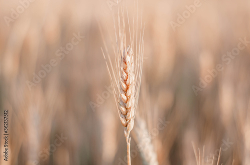 one beautiful yellow spikelet stands out in a field among a field of yellow wheat