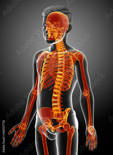 3d rendered, medically accurate illustration of a young boy skeleton system