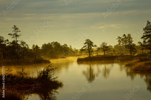Fototapeta Naklejka Na Ścianę i Meble -  Swamp with a beautiful pond and small pines