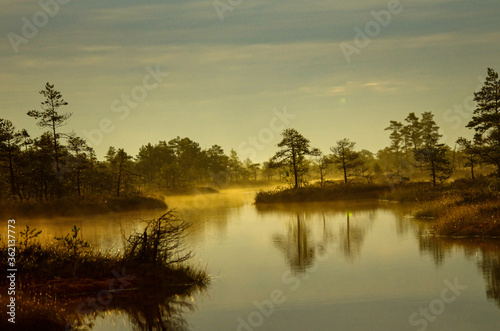 Swamp with a beautiful pond and small pines