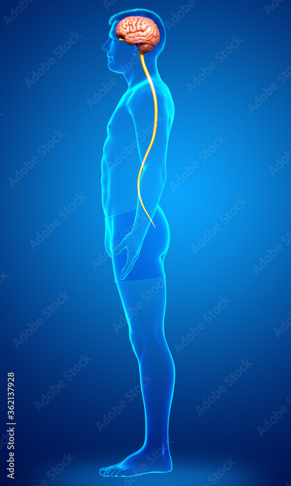 3d rendered medically accurate illustration of a male brain 3d rendered medically accurate illustration of a male brain