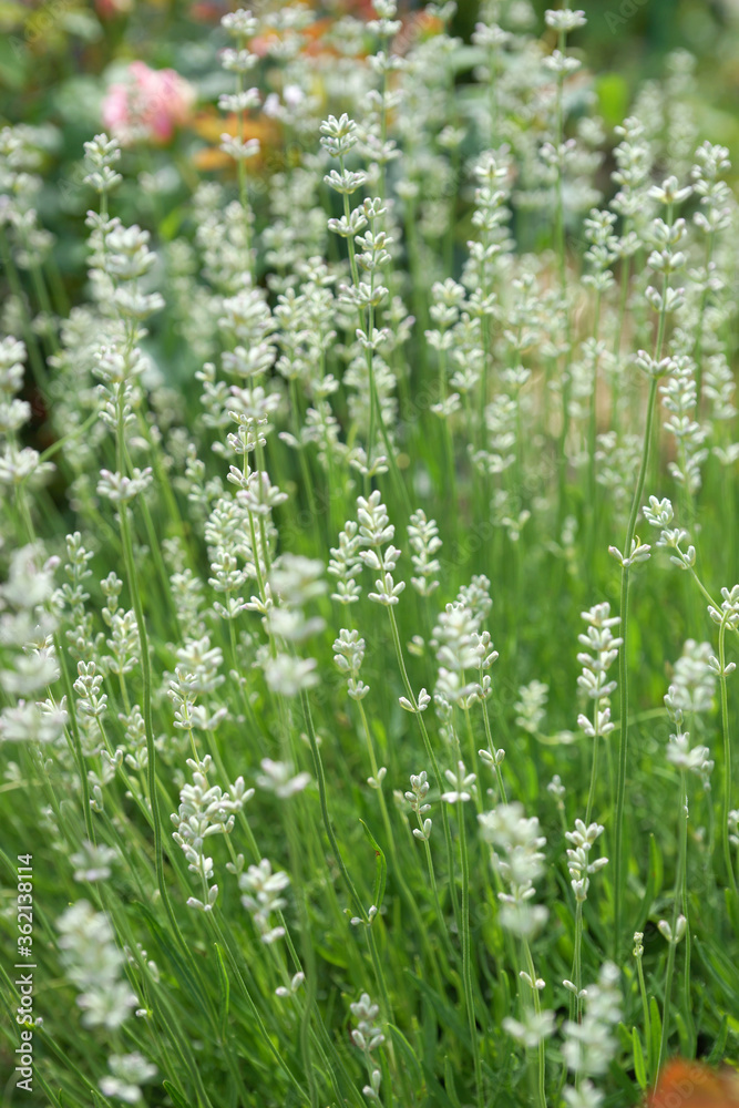 White lavender in the summer garden