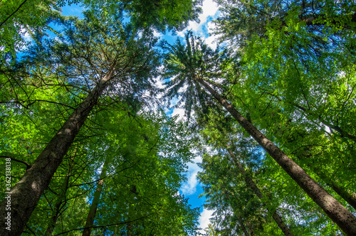 Wide-angle canopy shot in a beautiful green forest