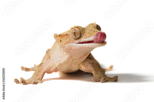 Crested gecko licking its nose isolated on a white background