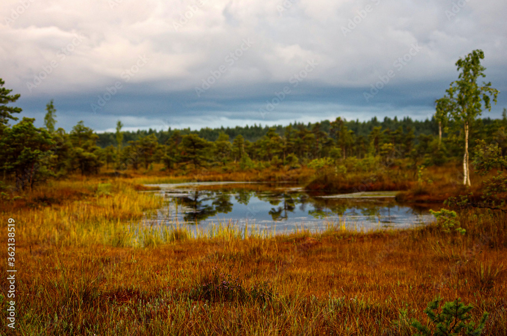 Swamp with small pine trees and a pond