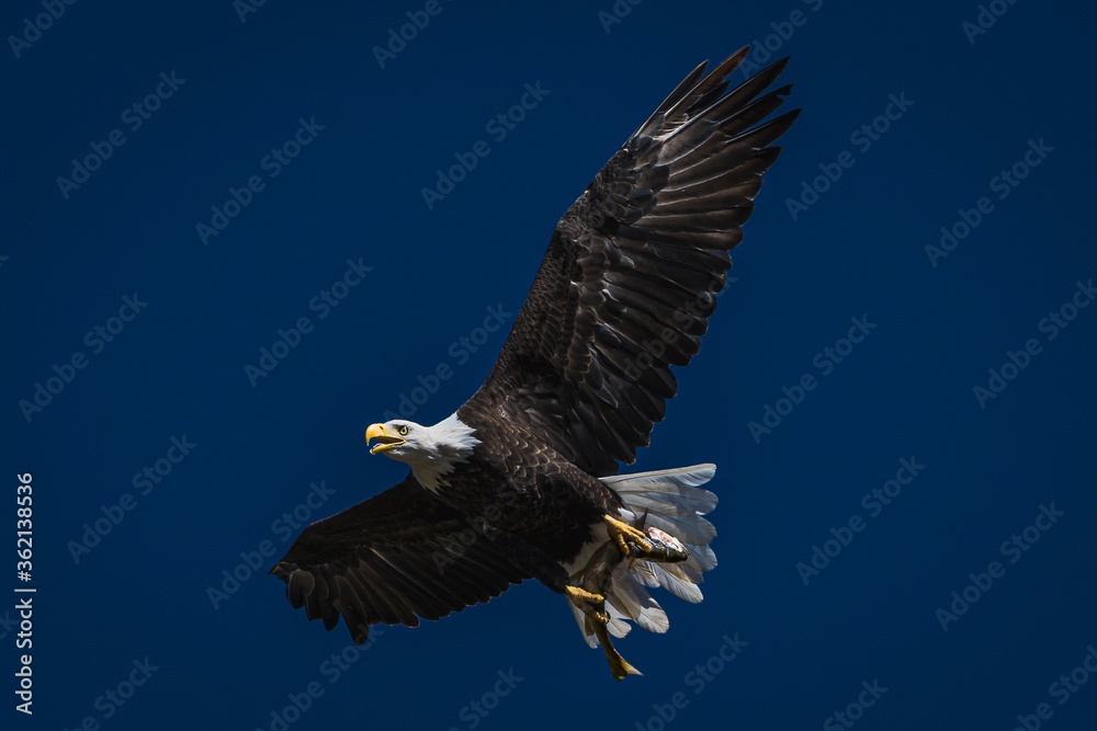Obraz premium bald eagle flying with a fish