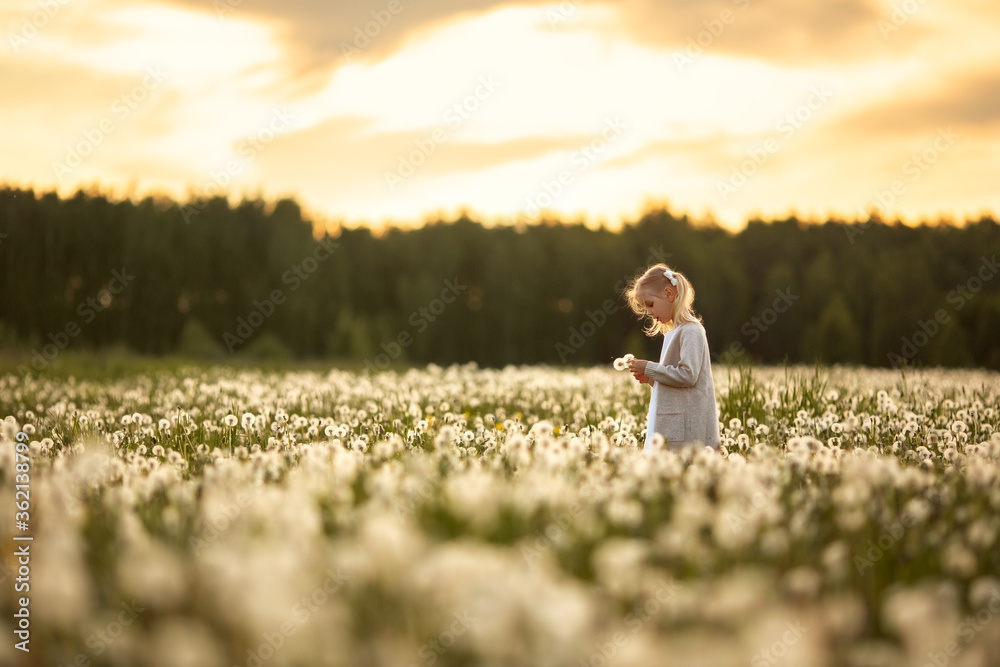 A little girl with blond hair in a white dress is picking flowers in a huge endless field of white fluffy dandelions. The sun is setting behind the forest. Image with selective focus.
