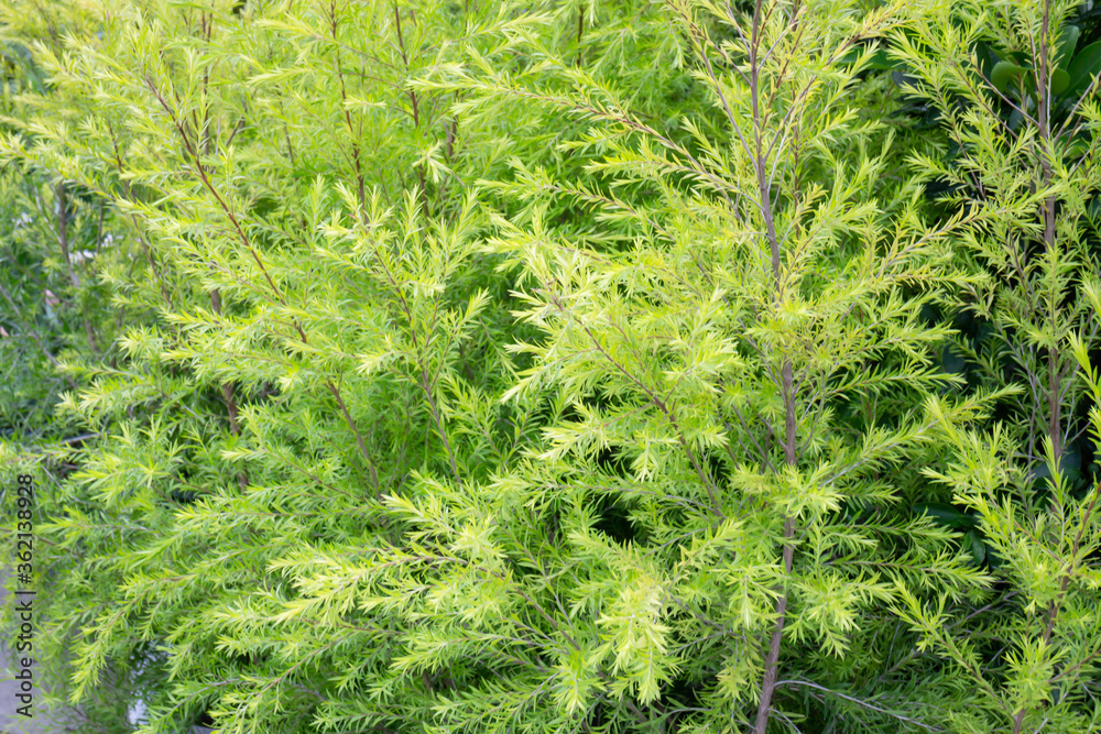 Beautiful green leaves plant in resort garden Beautiful green leaves plant in resort garden