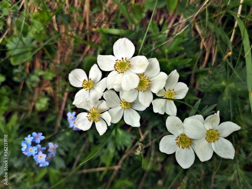 White  flowers in the mountains - Narcissus anemone  - nemone narcissiflora photo