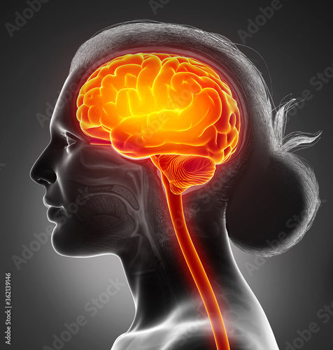 3d rendered, medically accurate illustration of a female highlighted brain /headache photo