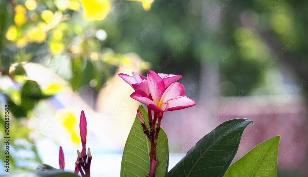 red flowers, plumeria (frangipani), on natural background bokeh, spa flower, nonthaburi thailand.