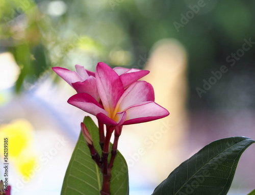 red flowers, plumeria (frangipani), on natural background bokeh, spa flower, nonthaburi thailand.