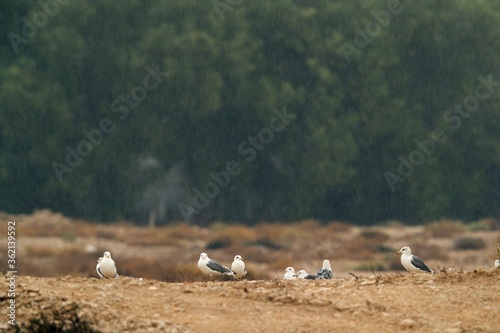 Heuglins gulls in rain at Hamala, Bahrain © Dr Ajay Kumar Singh