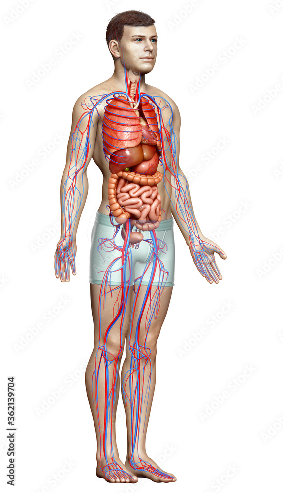 3d rendered medically accurate illustration of male Internal organs and circulatory system 3d rendered medically accurate illustration of male Internal organs and circulatory system