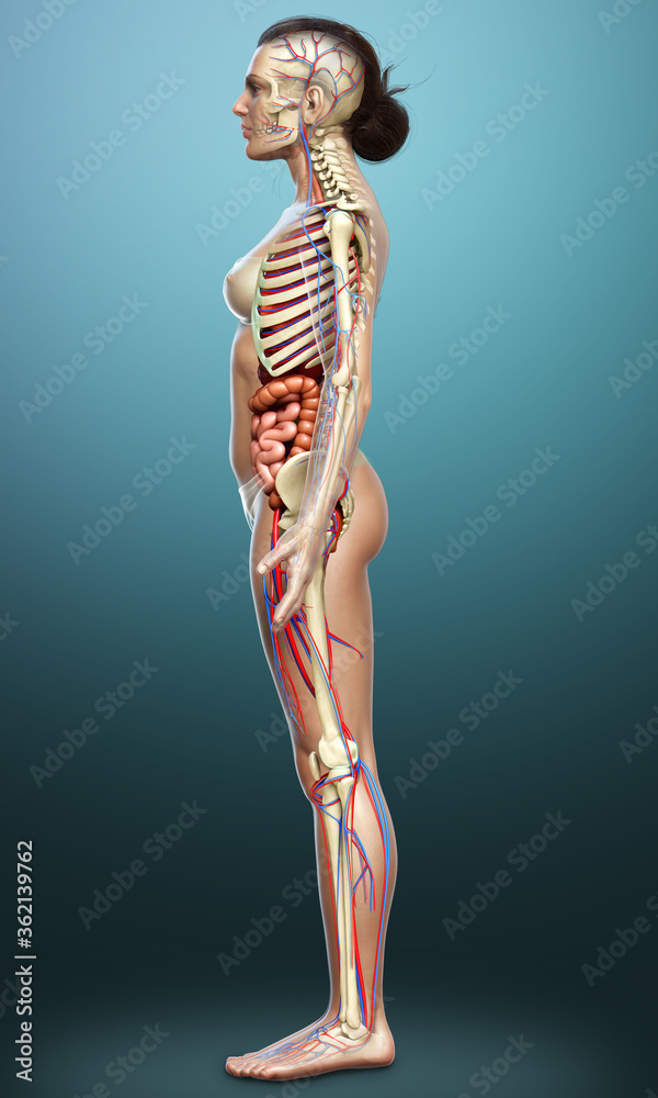 3d rendered medically accurate illustration of female Internal organs, skeleton and circulatory system 3d rendered medically accurate illustration of female Internal organs, skeleton and circulatory system