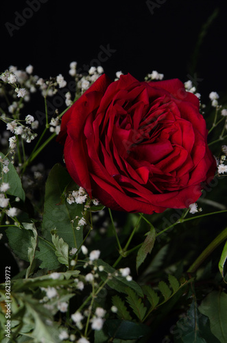 Beautiful and delicate red roses with black background