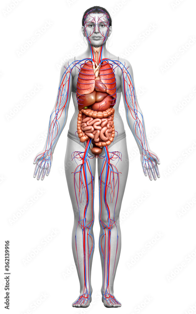 3d rendered medically accurate illustration of the female circulatory system and internal organs 3d rendered medically accurate illustration of the female circulatory system and internal organs